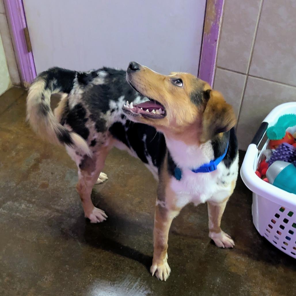 Enlarge Sesame, a Adoptable mixed breed in Springfield, MO image 5/5