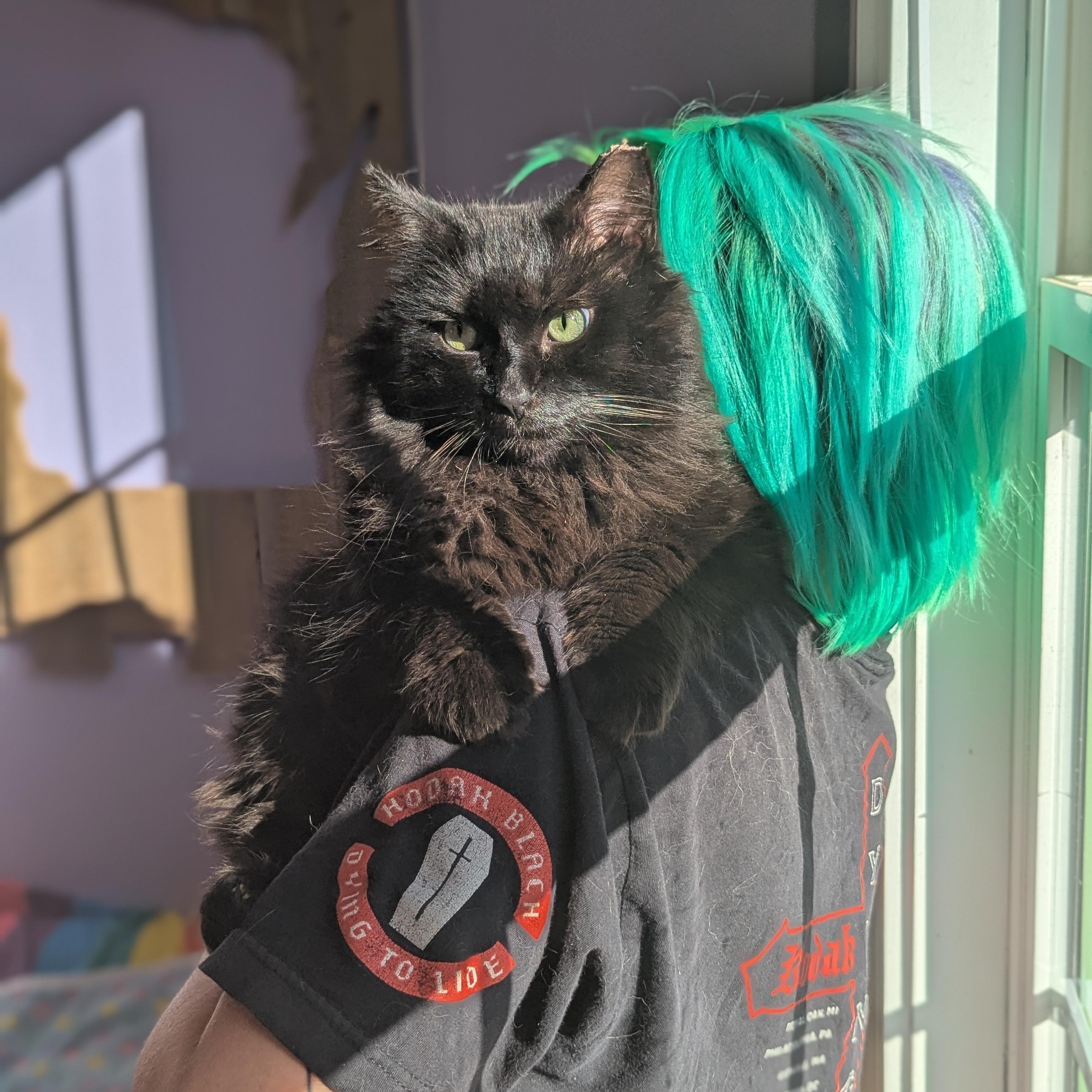 Enlarge Norman (Mr Fluff Gentleheart), a ADOPTABLE mixed breed in Decatur, GA image 4/6