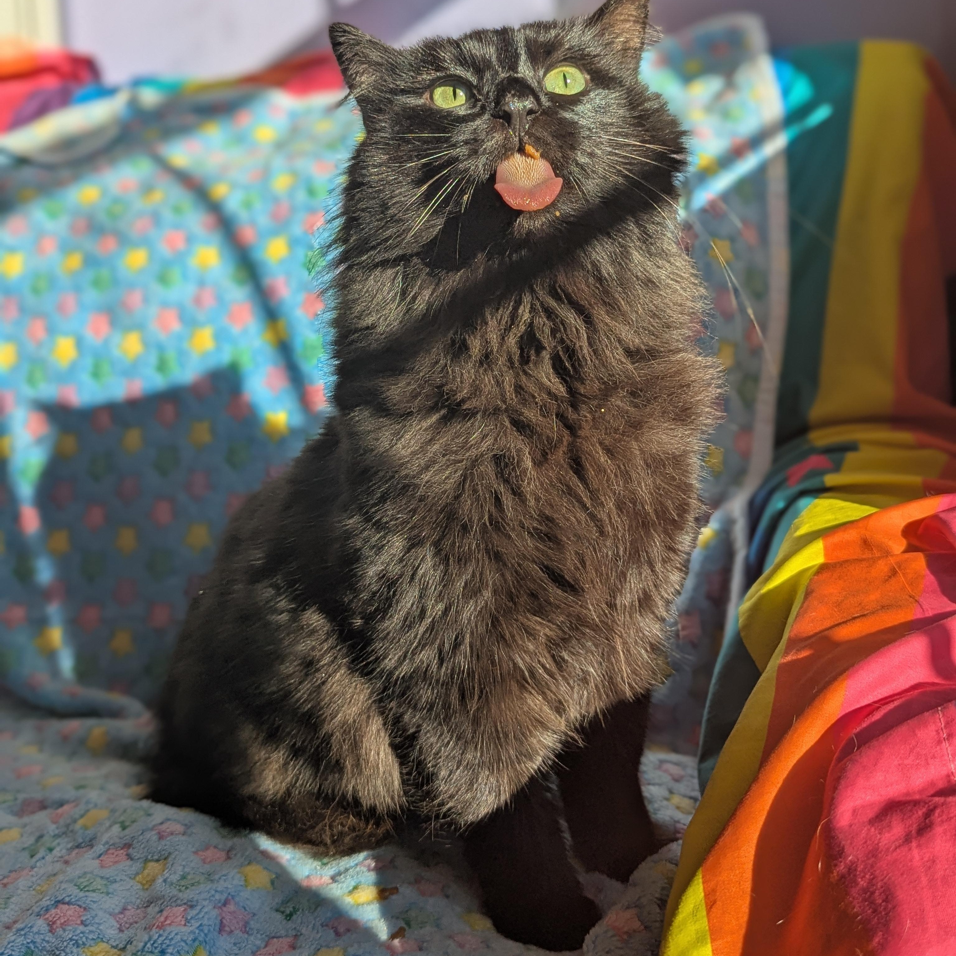 Norman (Mr Fluff Gentleheart), ADOPTABLE, Adult Male Domestic Long Hair & Maine Coon.