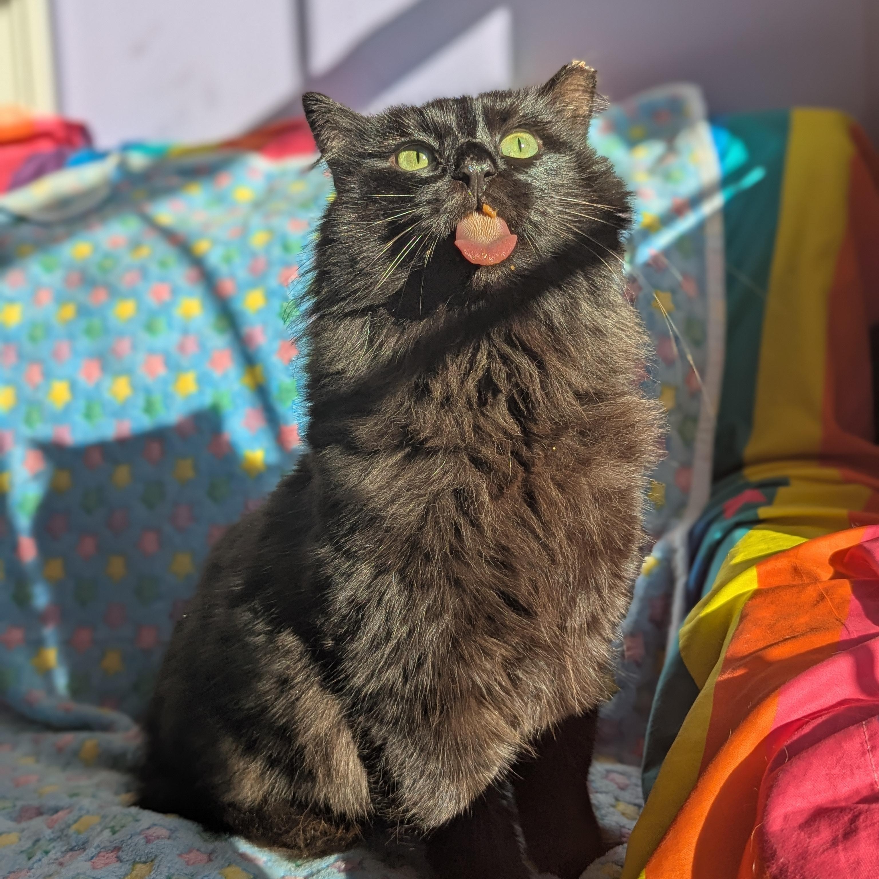 Enlarge Norman (Mr Fluff Gentleheart), an adopted mixed breed in Decatur, GA image 1/6