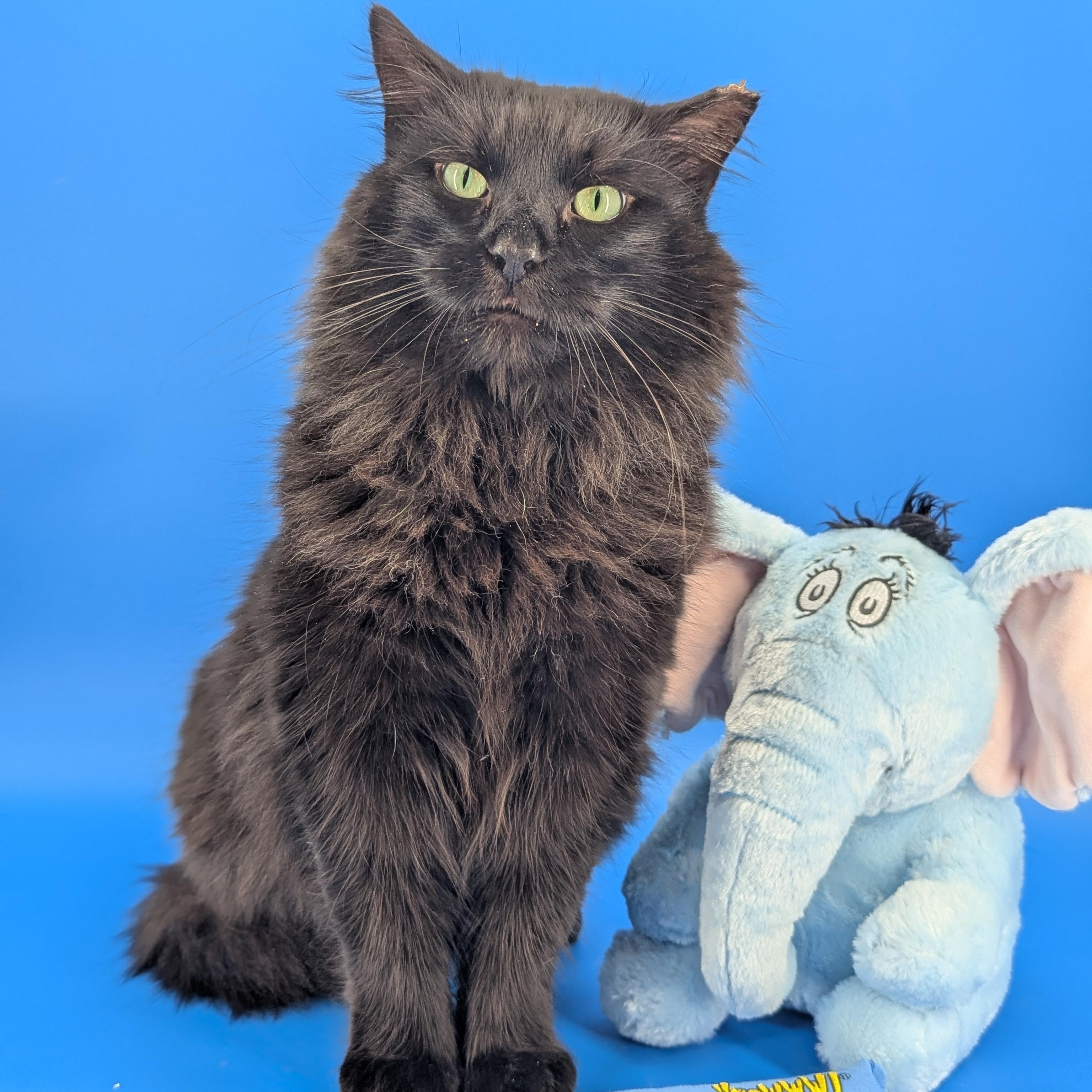 Enlarge Norman (Mr Fluff Gentleheart), a ADOPTABLE mixed breed in Decatur, GA image 2/6