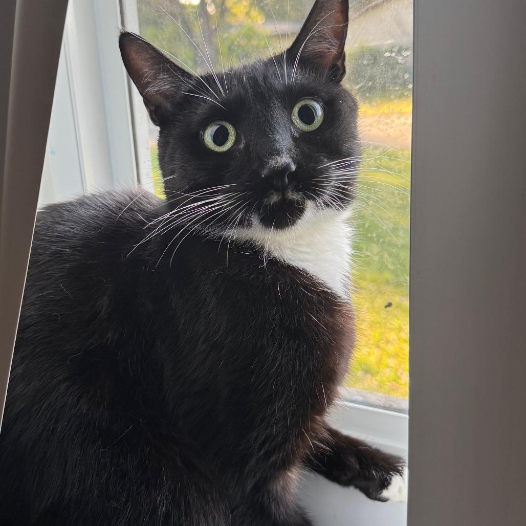 Enlarge Deuce, a Adoptable Domestic Short Hair in Boston, MA image 1/1