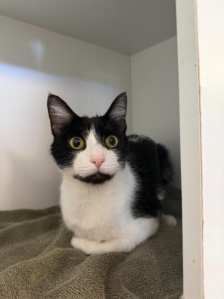 Suki, Adoptable, Kitten Female Domestic Short Hair.