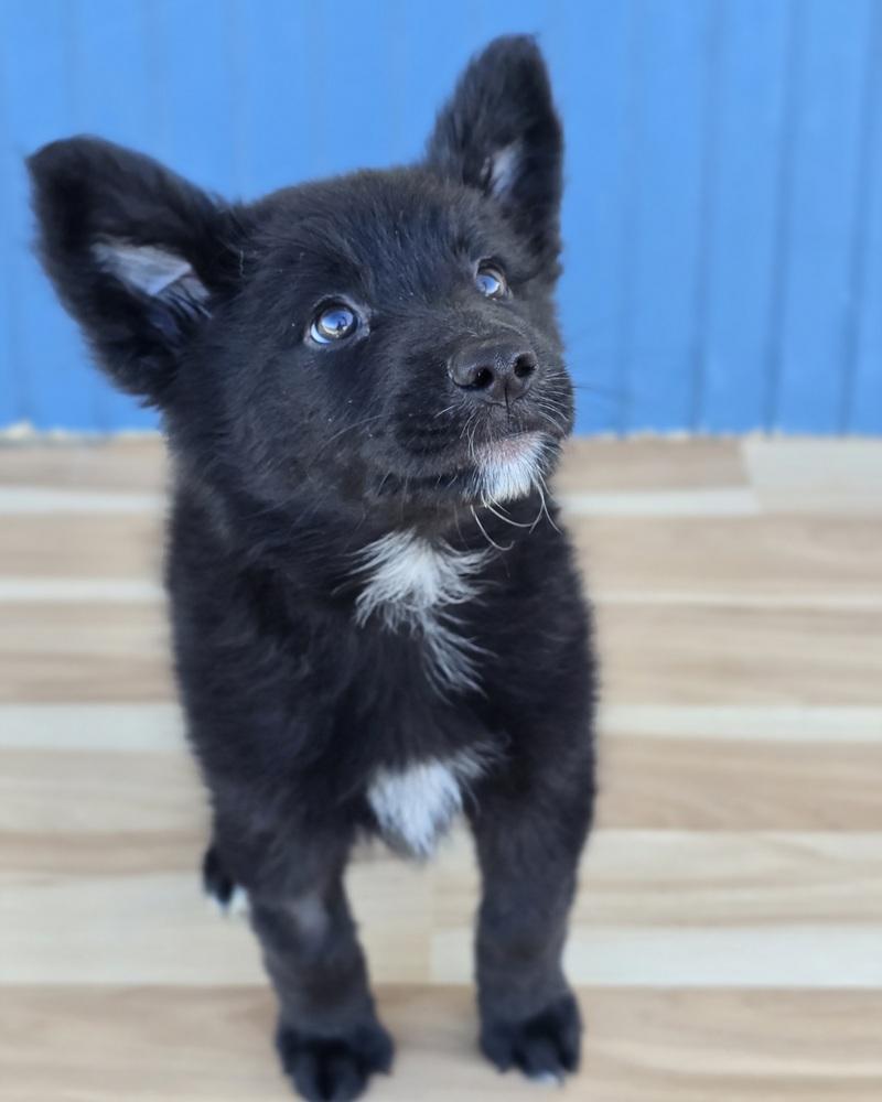 Enlarge Butter, a Adopted mixed breed in Sedalia, CO image 1/4