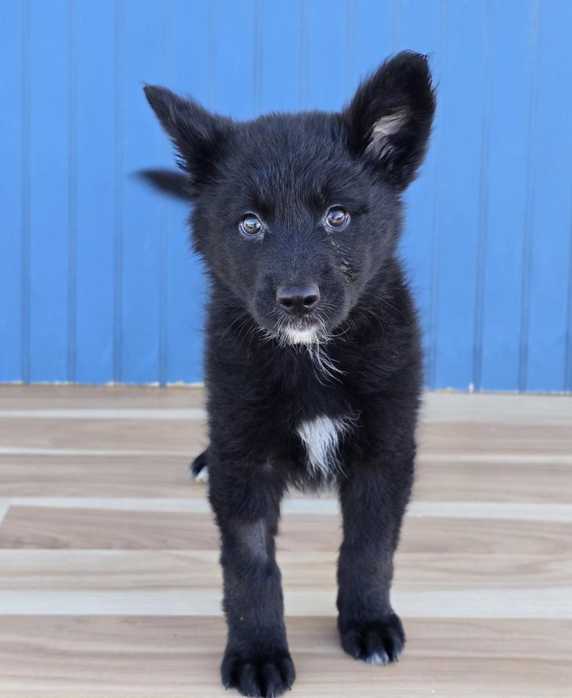 Enlarge Butter, a Adopted mixed breed in Sedalia, CO image 3/4