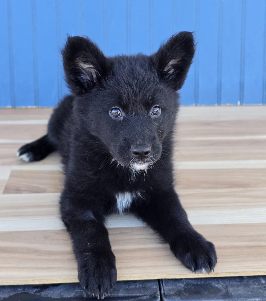 Enlarge Butter, a Adopted mixed breed in Sedalia, CO image 4/4