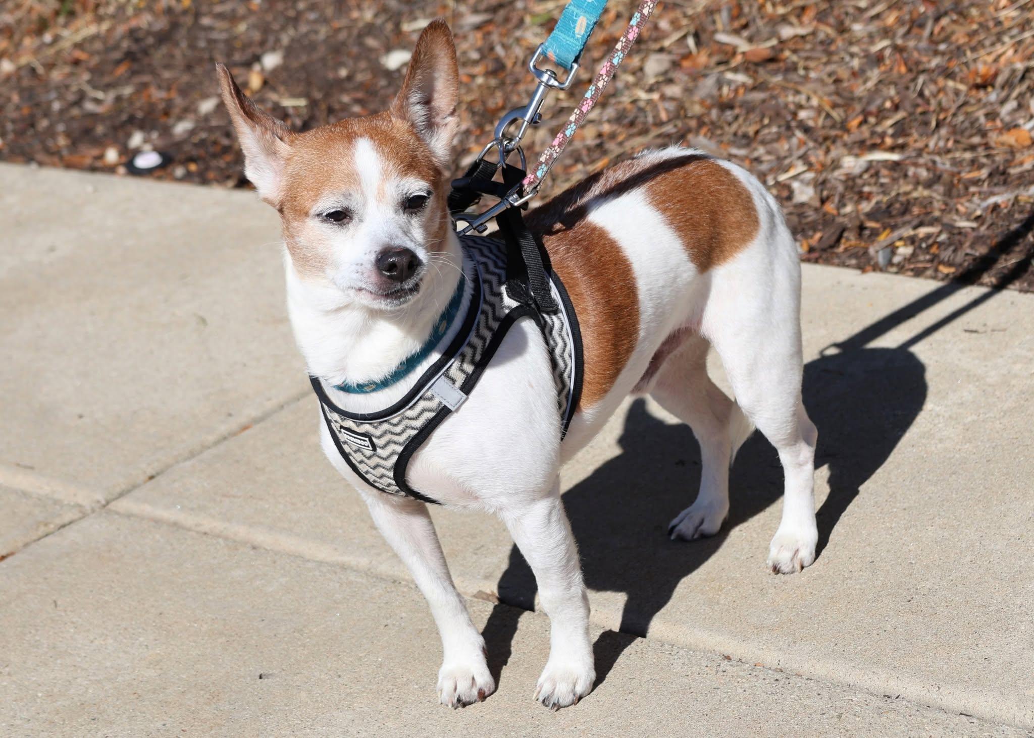 Enlarge Jimmy, a Adoptable mixed breed in Palatine, IL image 4/5