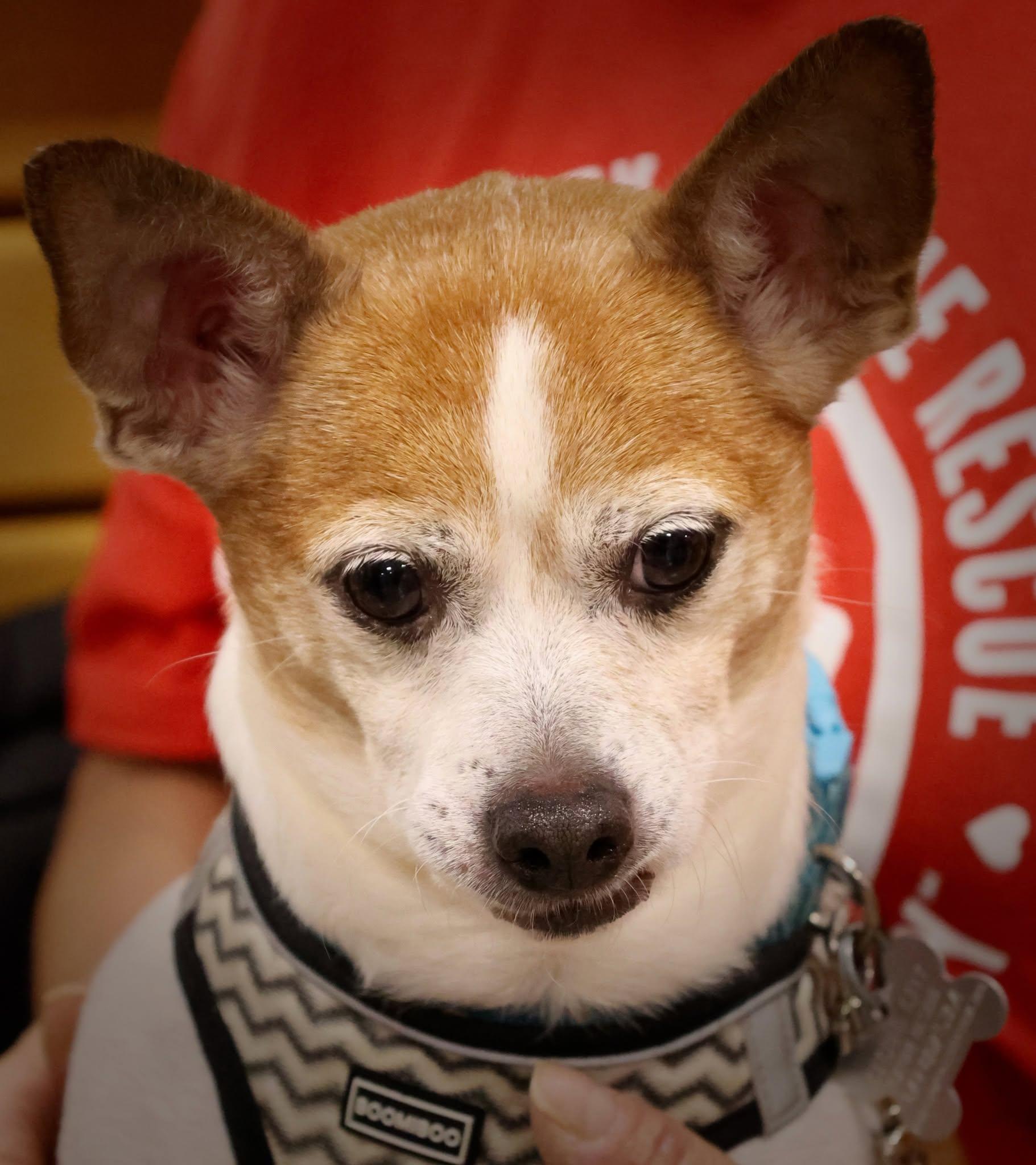 Enlarge Jimmy, a Adoptable mixed breed in Palatine, IL image 1/5