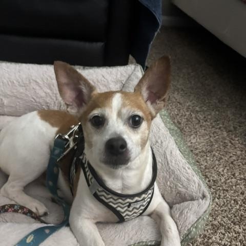 Enlarge Jimmy, a Adoptable mixed breed in Palatine, IL image 5/5
