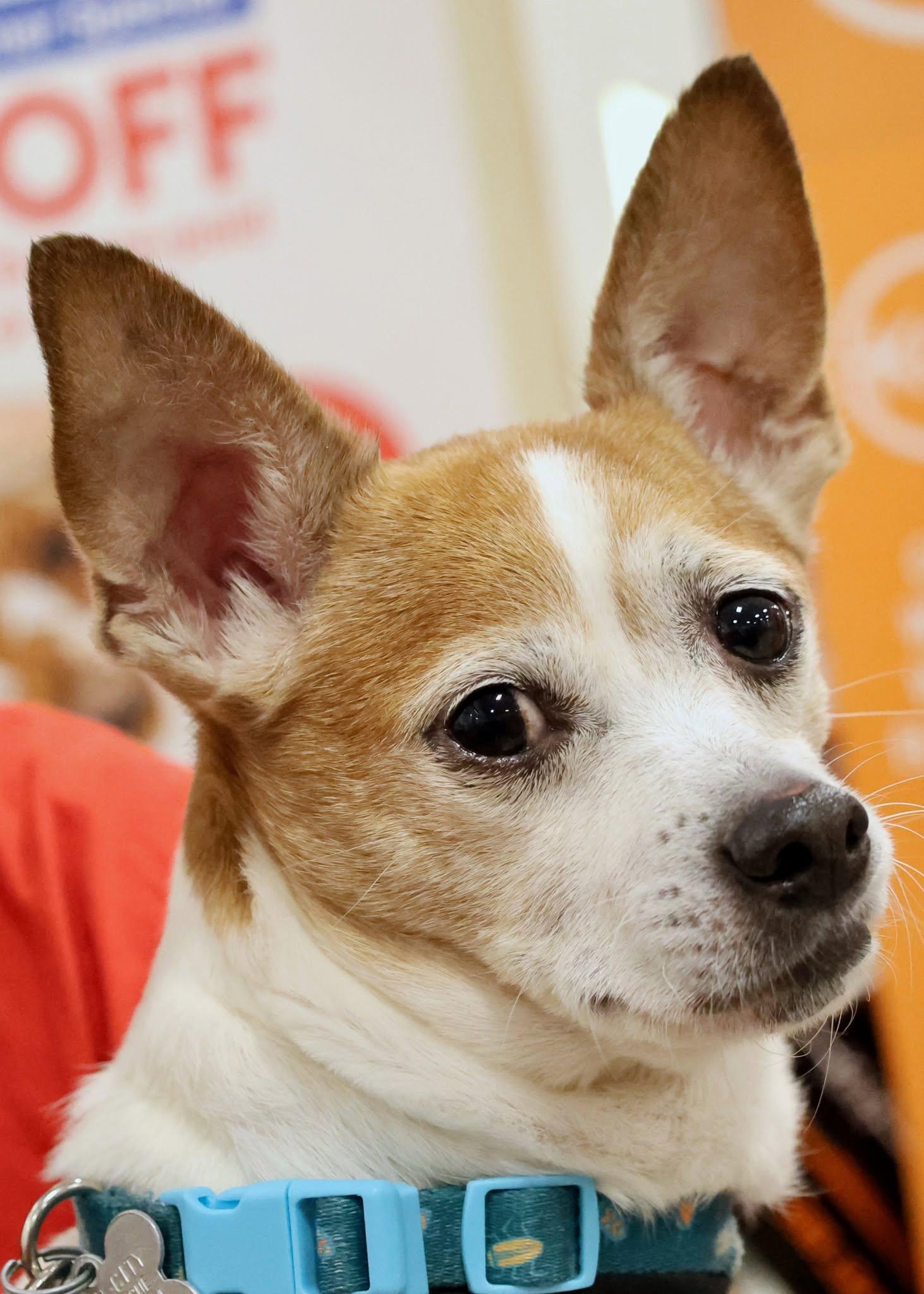 Enlarge Jimmy, a Adoptable mixed breed in Palatine, IL image 2/5