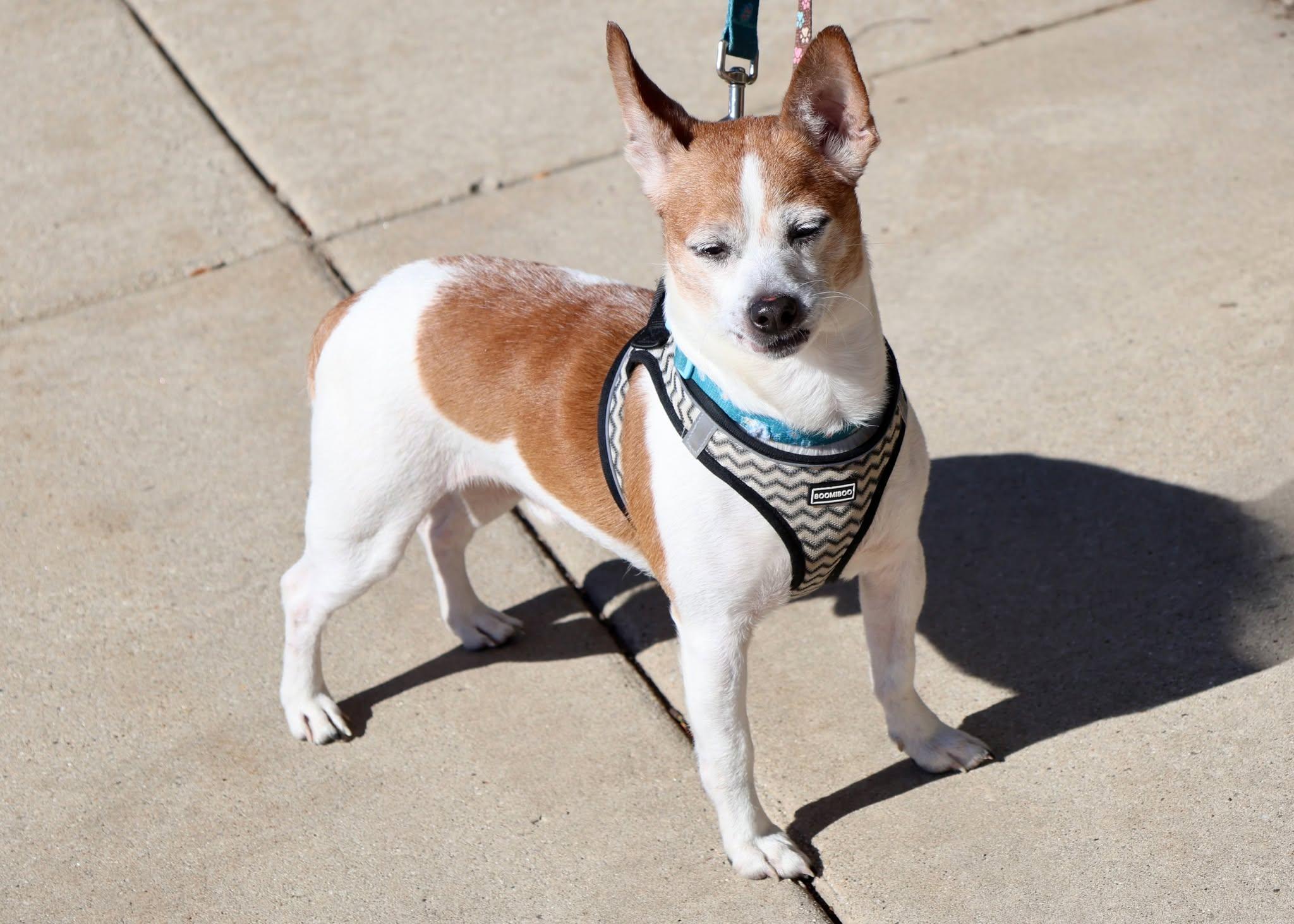 Enlarge Jimmy, a Adoptable mixed breed in Palatine, IL image 3/5