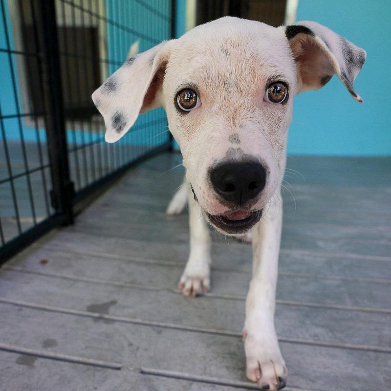 Enlarge Sabrina, a Adoptable Mixed Breed in Bradenton, FL image 1/2