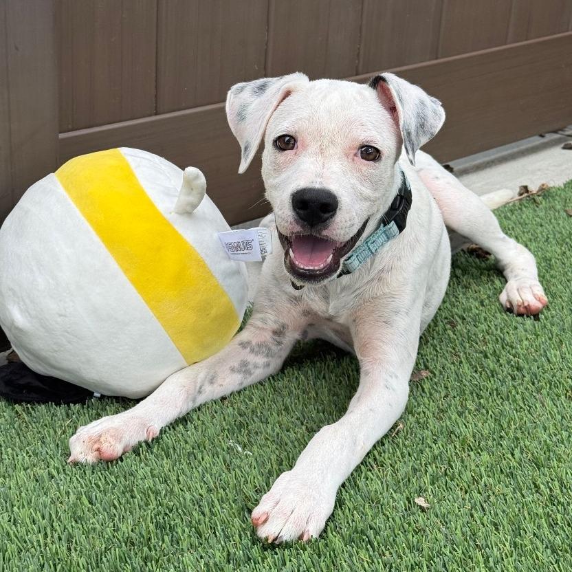 Enlarge Sabrina, a Adoptable Mixed Breed in Bradenton, FL image 2/2