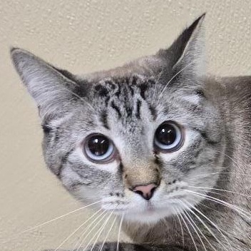 Lunar, a Adoptable mixed breed in Brainerd, MN image 1/2