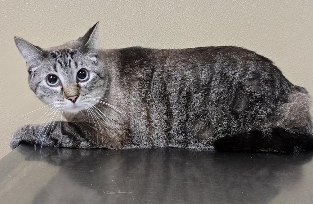 Lunar, a Adoptable mixed breed in Brainerd, MN image 2/2