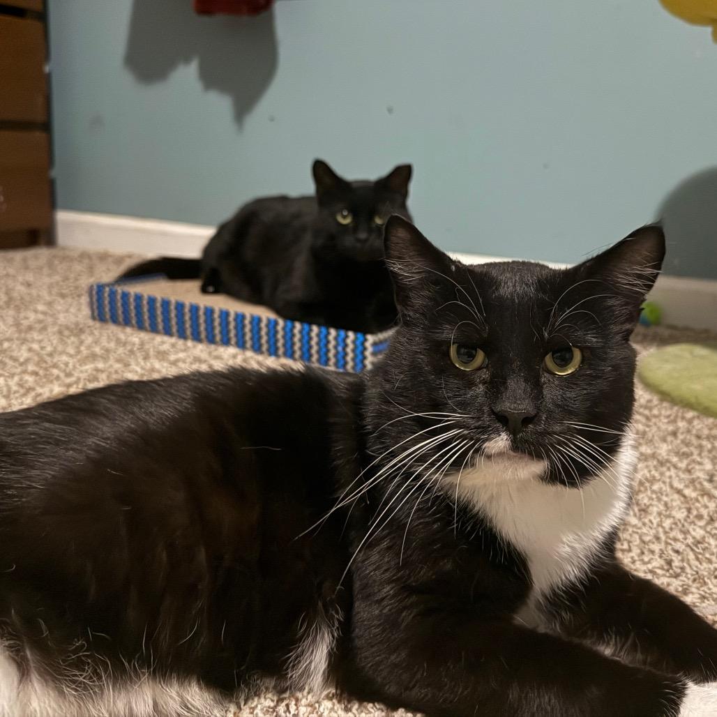 Mario, Adoptable, Adult Male Domestic Medium Hair.