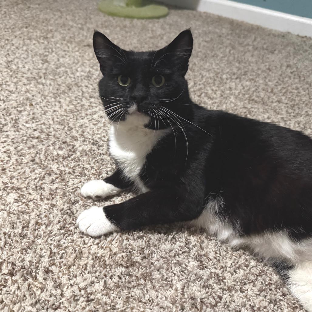 Enlarge Mario, a Adoptable Domestic Medium Hair in Frederick, MD image 2/4