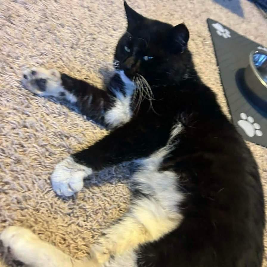 Enlarge Mario, a Adoptable Domestic Medium Hair in Frederick, MD image 3/4