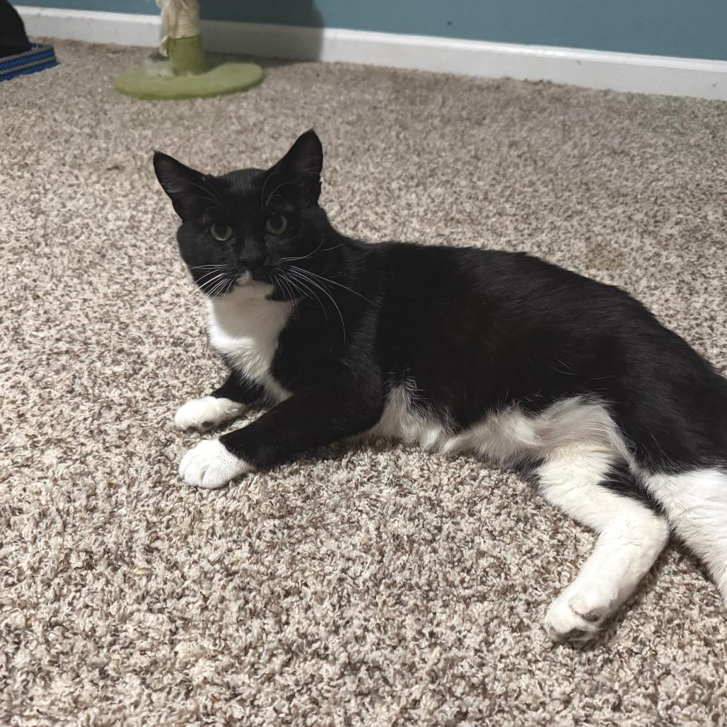 Enlarge Mario, a Adoptable Domestic Medium Hair in Frederick, MD image 4/4