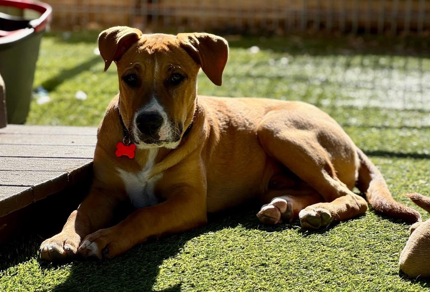 Enlarge Butch, a ADOPTABLE mixed breed in Southlake, TX image 1/4