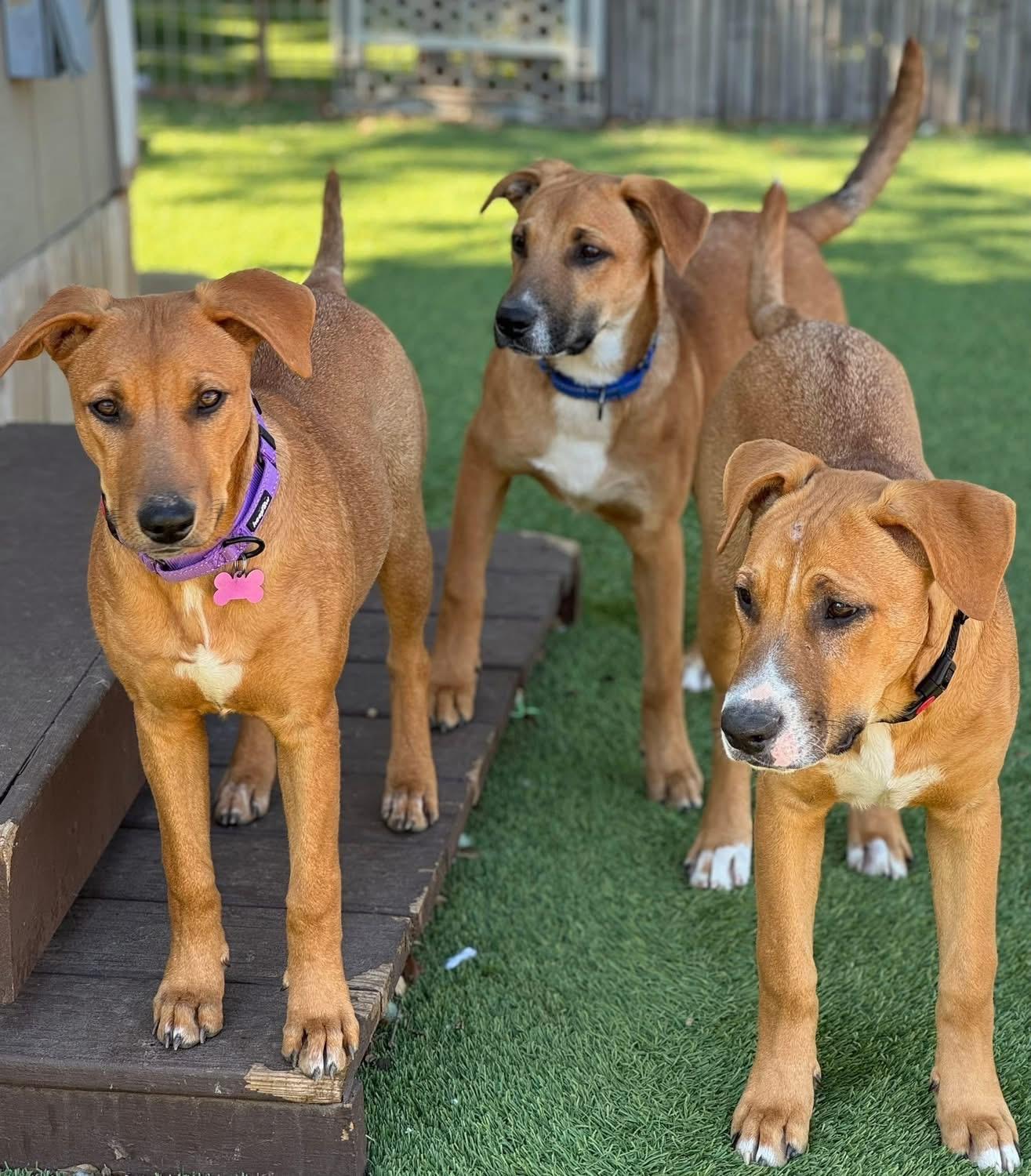 Enlarge Butch, a ADOPTABLE mixed breed in Southlake, TX image 2/4