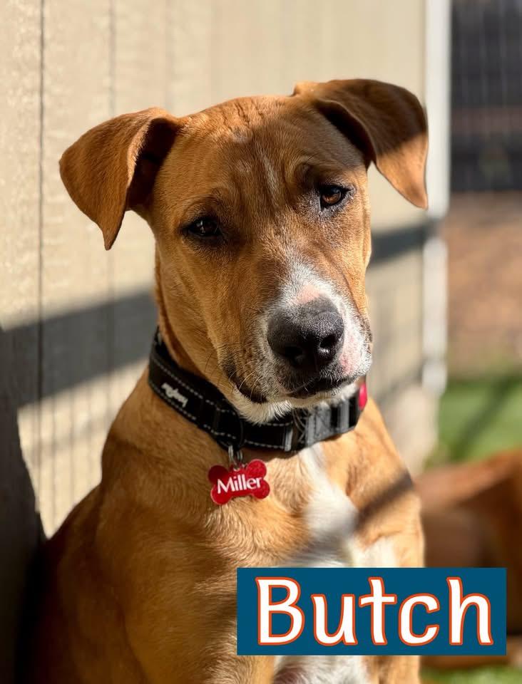Enlarge Butch, a ADOPTABLE mixed breed in Southlake, TX image 3/4