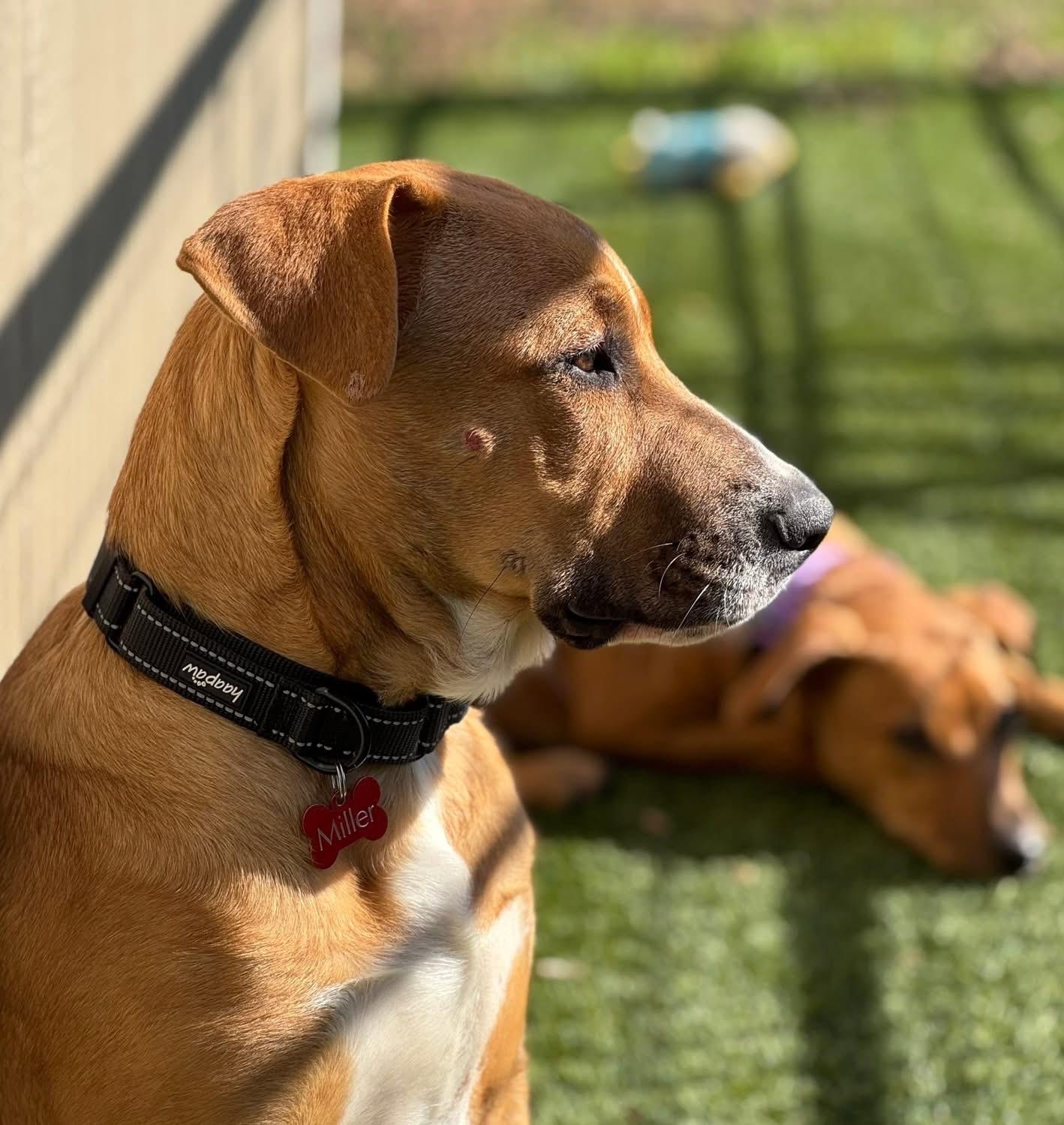 Enlarge Butch, a ADOPTABLE mixed breed in Southlake, TX image 4/4