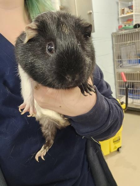 Oreo, Adoptable, Young Female Guinea Pig.