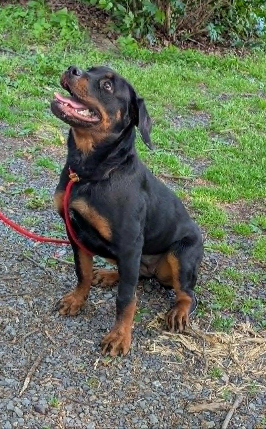 Diamond, an adopted Rottweiler in Perkasie, PA image 3/5