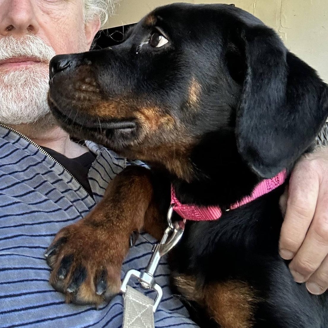 Diamond, an adopted Rottweiler in Perkasie, PA image 4/5