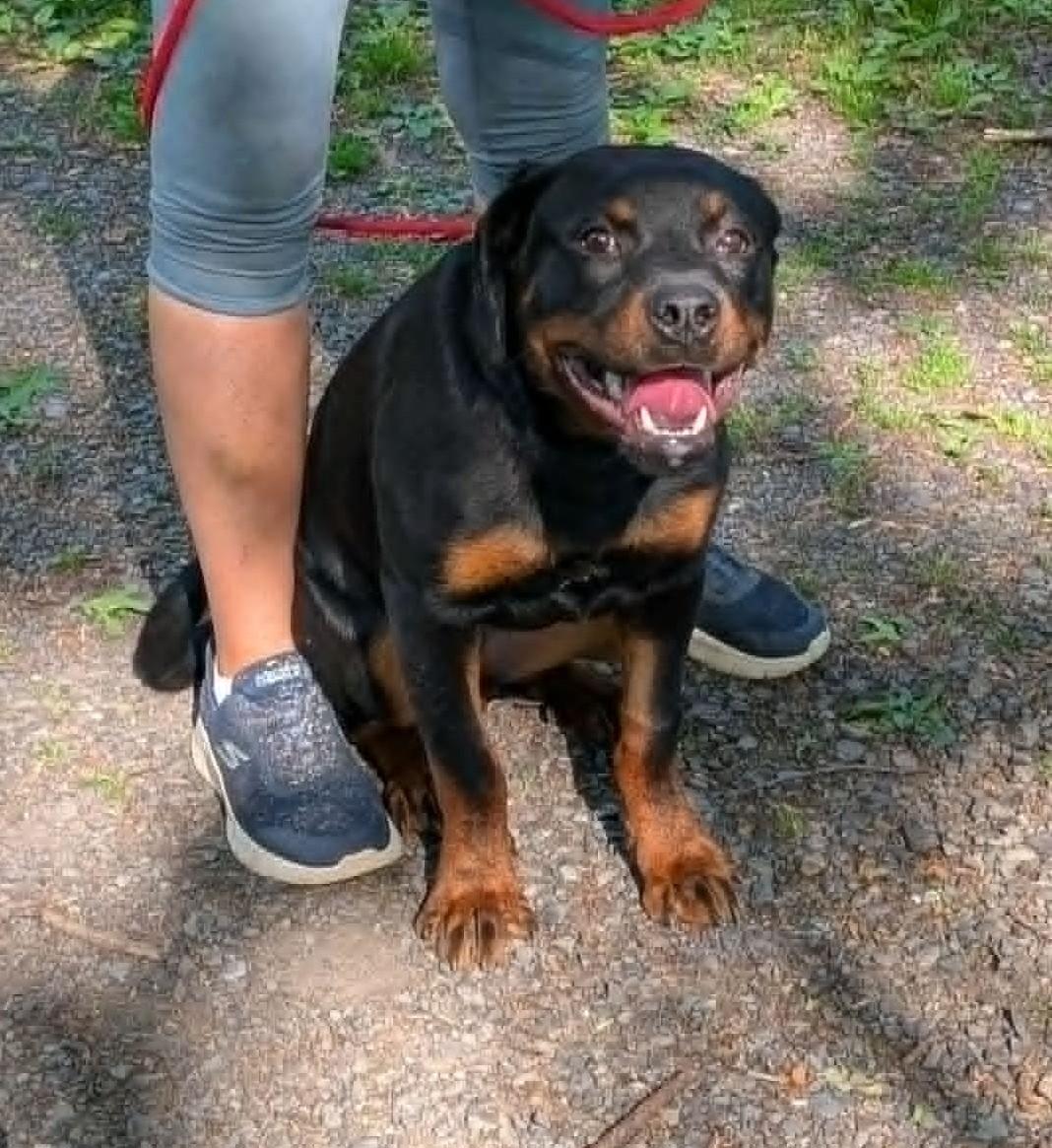 Diamond, an adopted Rottweiler in Perkasie, PA image 1/5