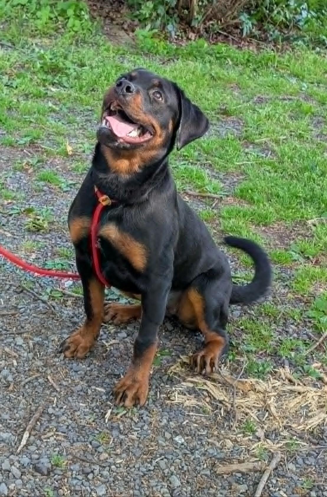 Diamond, an adopted Rottweiler in Perkasie, PA image 2/5