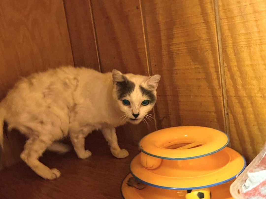 Sidekick, a Adoptable Domestic Short Hair in Parks, AZ image 1/5