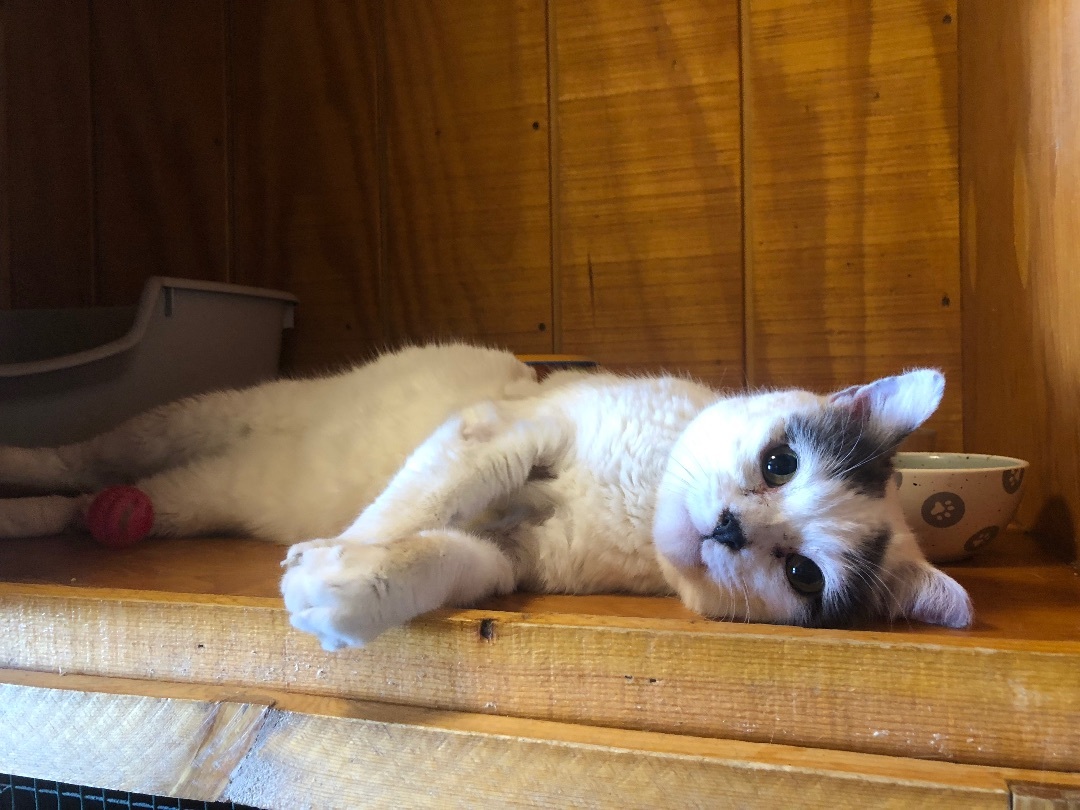 Sidekick, a Adoptable Domestic Short Hair in Parks, AZ image 2/5