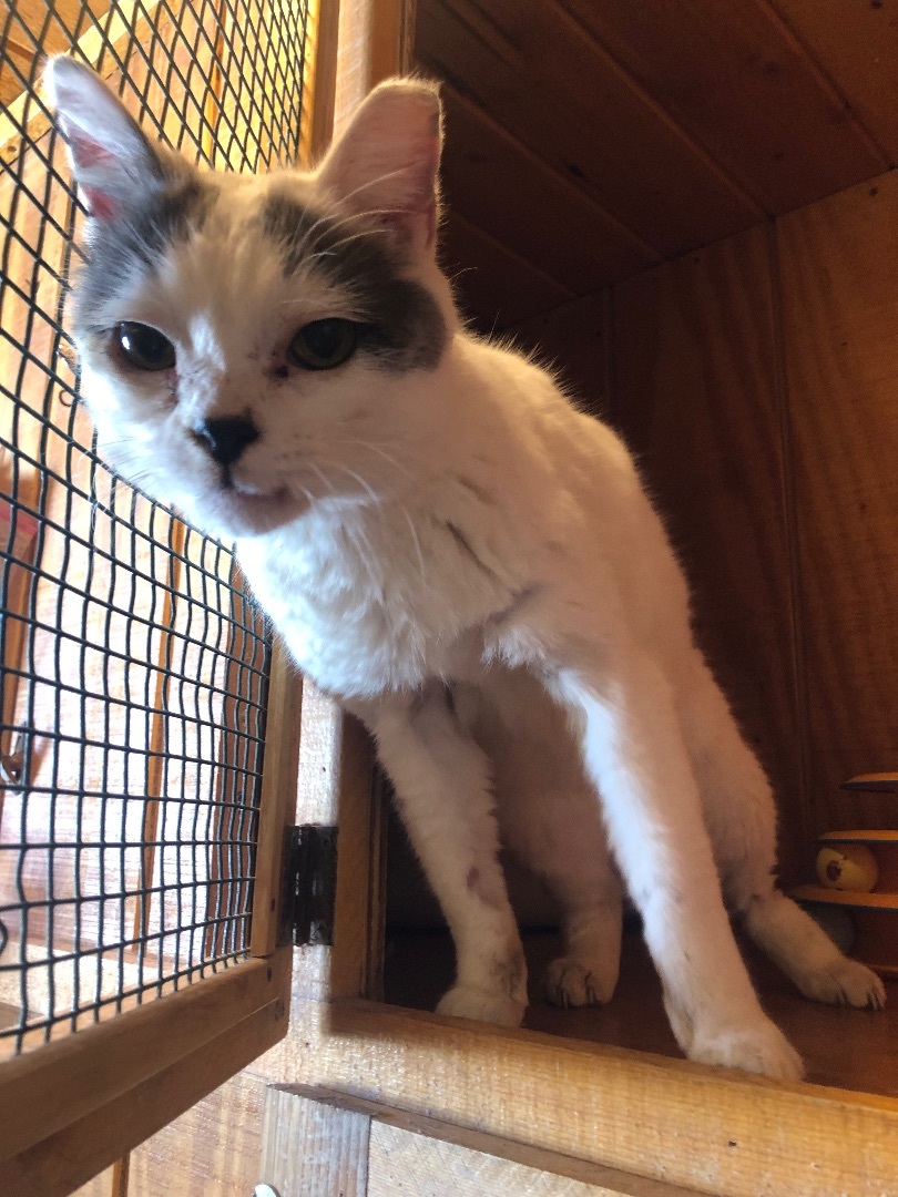 Sidekick, a Adoptable Domestic Short Hair in Parks, AZ image 3/5