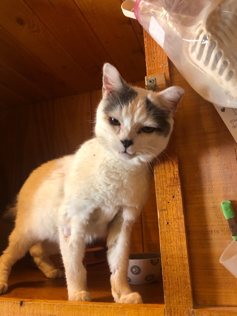 Sidekick, a Adoptable Domestic Short Hair in Parks, AZ image 4/5