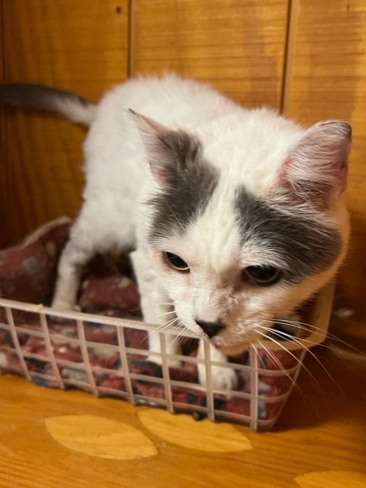 Sidekick, a Adoptable Domestic Short Hair in Parks, AZ image 5/5