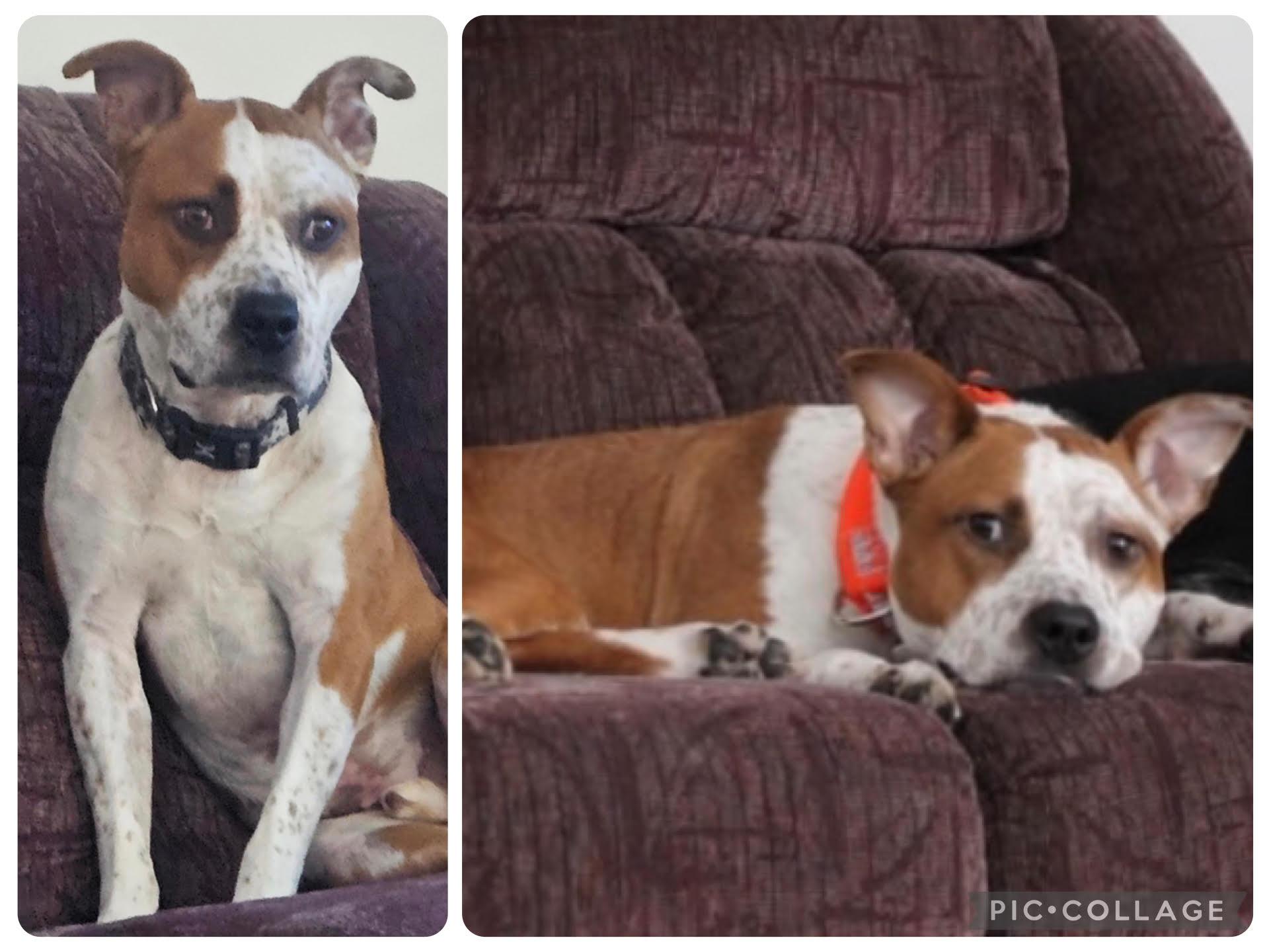 Tater, ADOPTABLE, Adult Male American Staffordshire Terrier & Mixed Breed.