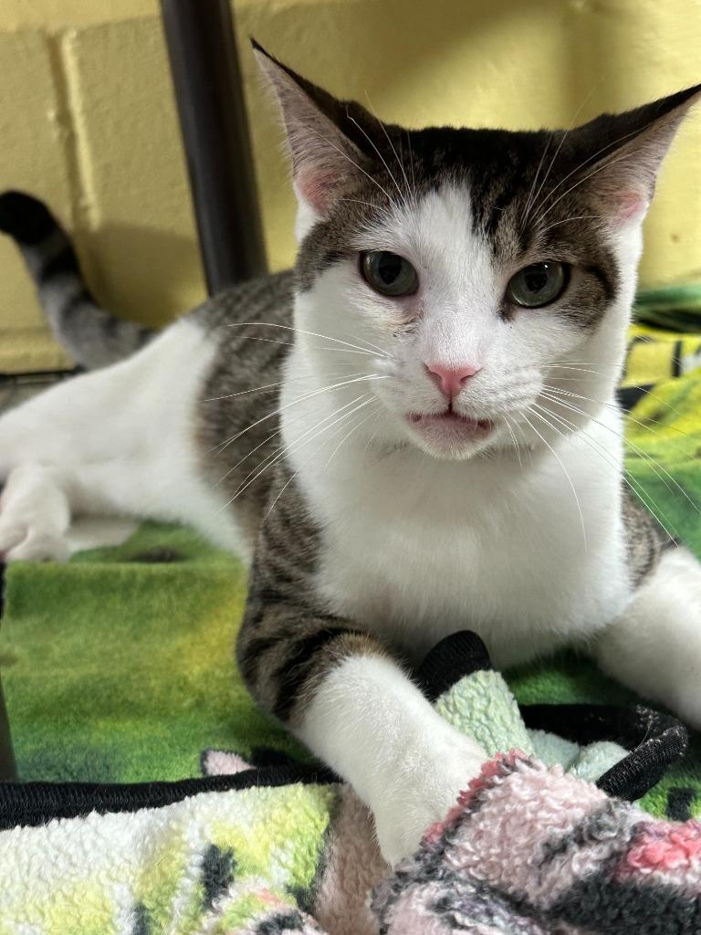 Leni, Adoptable, Young Male Domestic Short Hair.