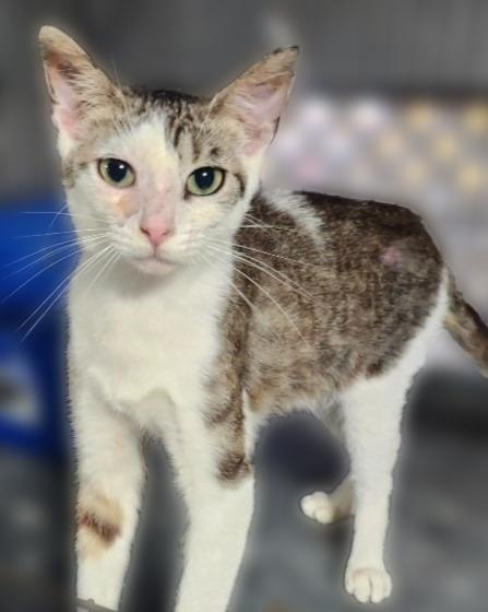 Leni, a Adoptable mixed breed in Rice Lake, WI image 1/3