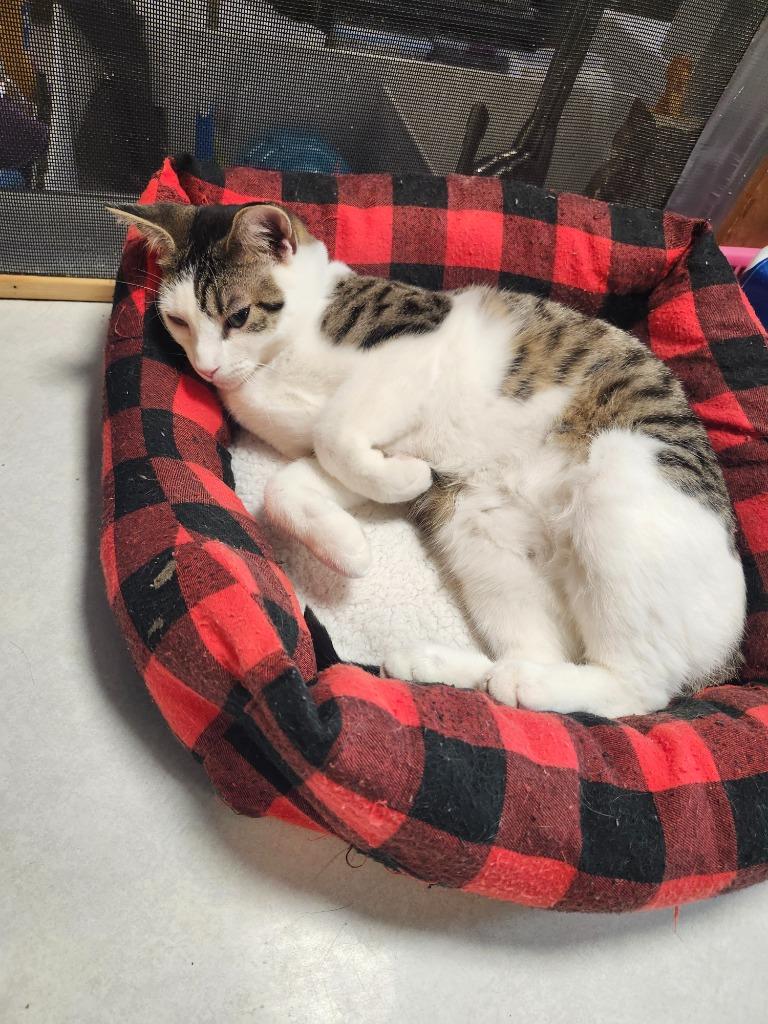 Enlarge Leni, a Adoptable mixed breed in Rice Lake, WI image 2/2