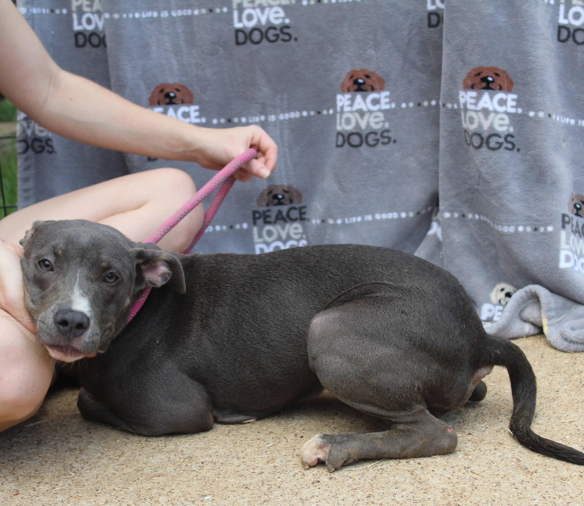 Enlarge Devi, an adopted mixed breed in Jacksonville, TX image 1/1