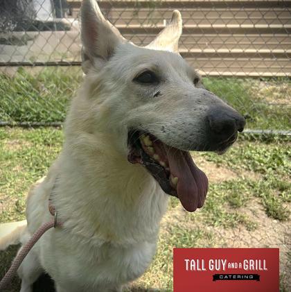 Brie, Adoptable, Adult Female German Shepherd Dog.