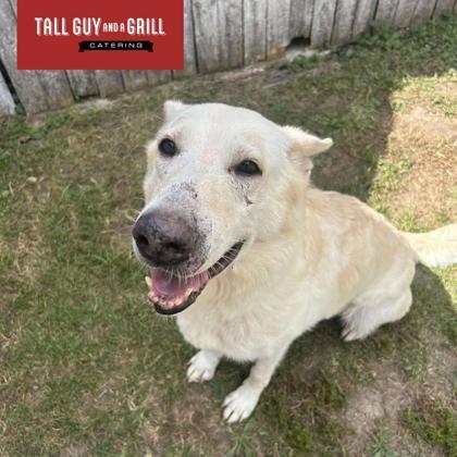 Enlarge Brie, a Adoptable German Shepherd Dog in Burlington, WI image 2/3