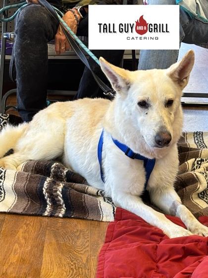 Enlarge Brie, a Adoptable German Shepherd Dog in Burlington, WI image 3/3