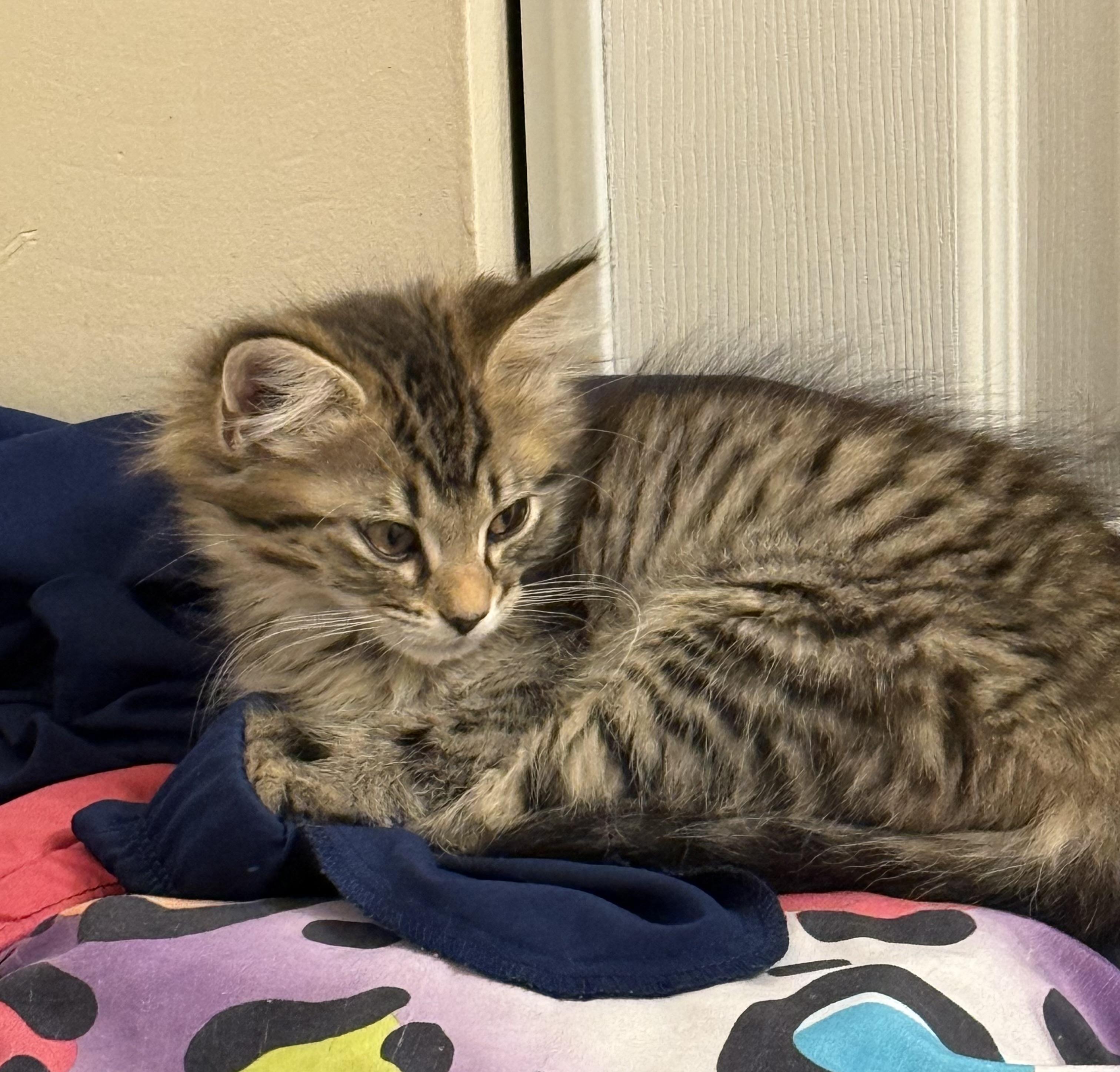 Enlarge Layla, a Adopted Domestic Medium Hair in Athens, GA image 1/2