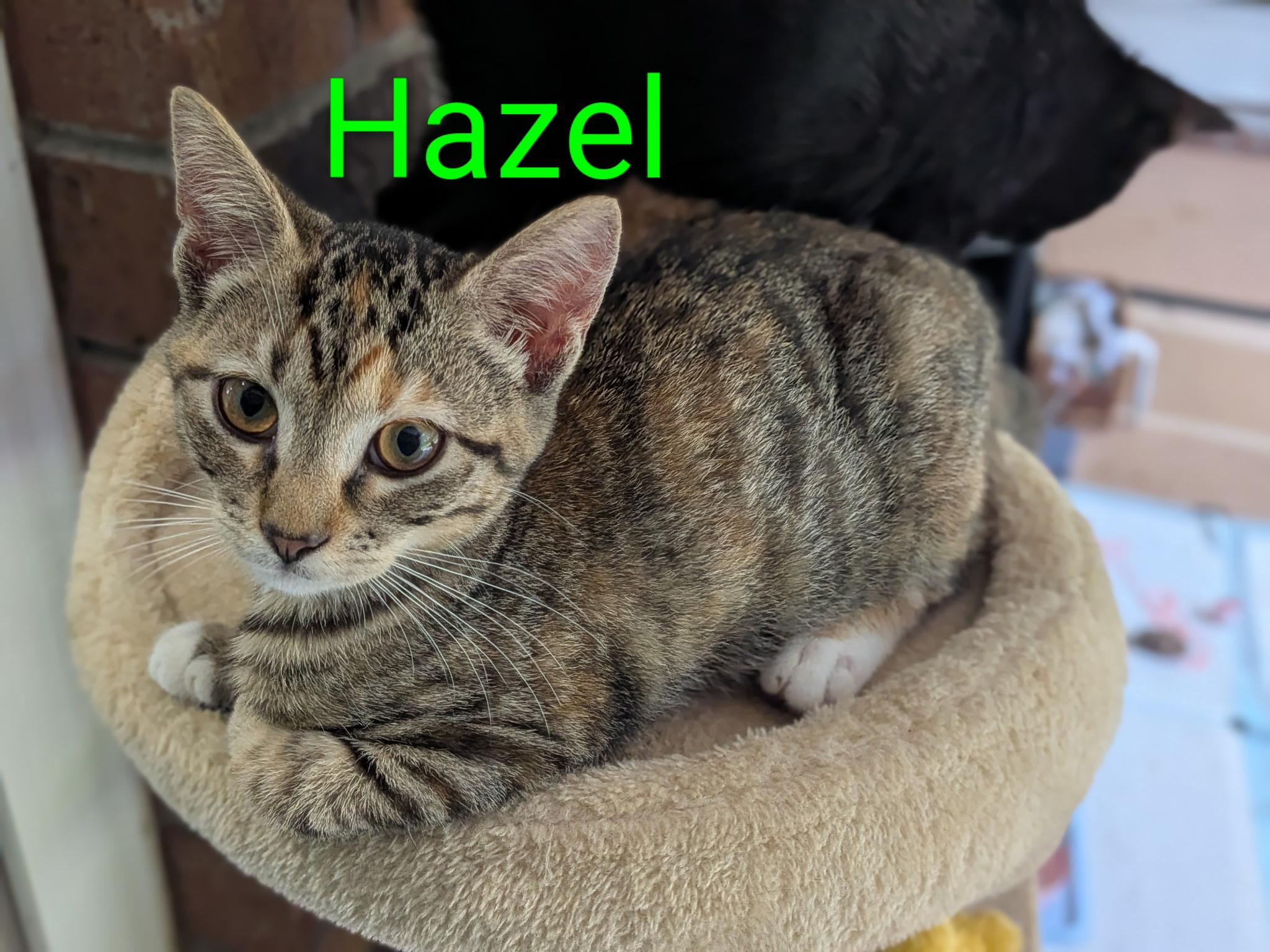 Hazel, a Adoptable Domestic Short Hair in Malden, MA image 2/2