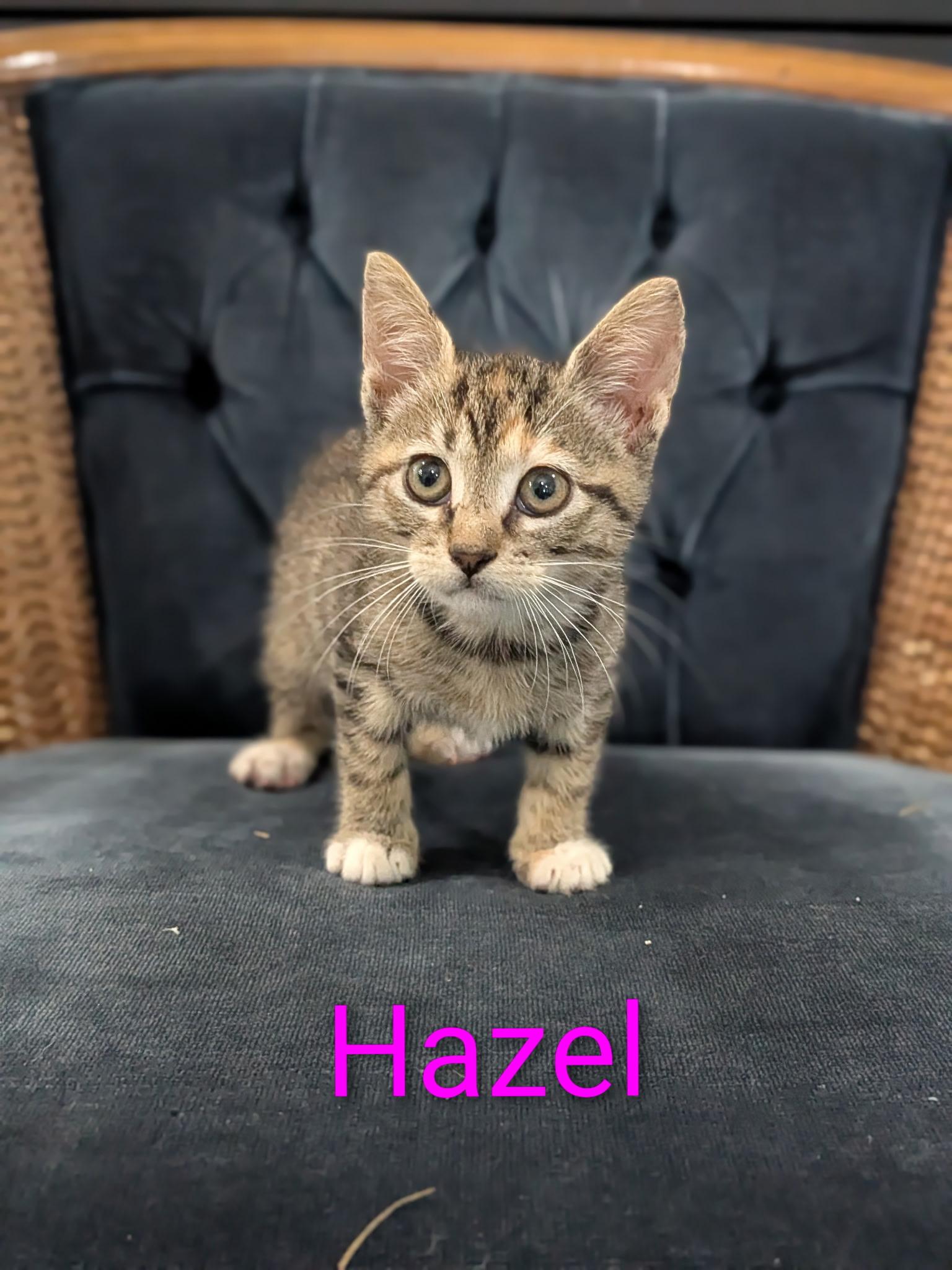 Hazel, Adoptable, Kitten Female Domestic Short Hair.