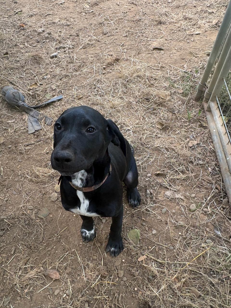 Daisy, adopted, Puppy Female Labrador Retriever & Cattle Dog.
