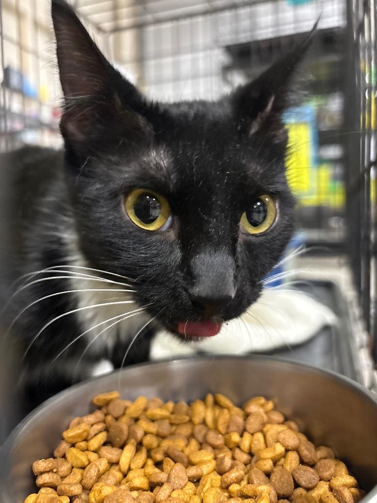 Ringmistress, Adopted, Young Female Domestic Short Hair.